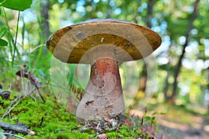 Boletus aereus
