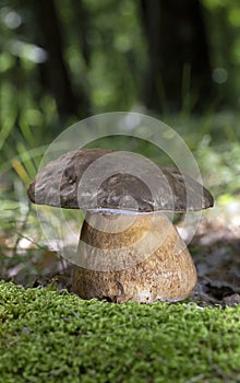 Boletus aereus is a highly prized and much sought-after edible mushroom in the family Boletaceae.