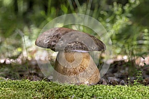 Boletus aereus is a highly prized and much sought-after edible mushroom in the family Boletaceae photo
