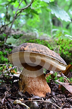 Boletus aereus mushroom (Porcini, Porcino, Cep, Steinpilz) 2