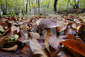 Boletus aereus - porcine