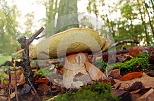 Boletus in the autumn forest