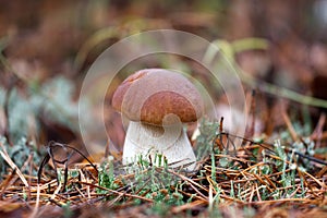 Boletus in autumn forest