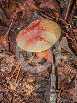 Boletus Badia or Bay Bolete Mushroom