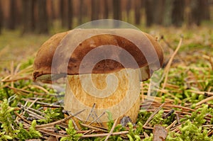 Boletus badius fungus