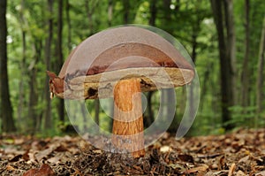 Boletus badius fungus