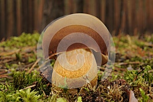Boletus badius mushroom