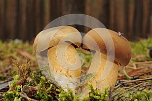 Boletus badius mushroom