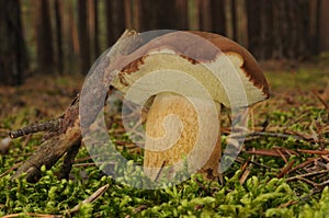 Boletus badius mushroom