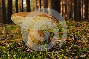 Boletus badius mushroom