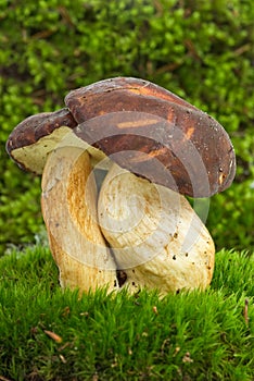Boletus badius (Xerocomus badius) mushroom