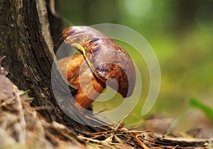 Boletus brown edible mushrooms in the forest.