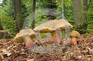 Boletus calopus