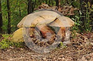 Boletus calopus