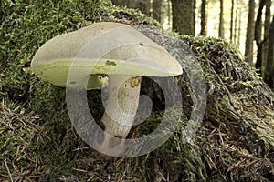 Boletus Calopus - Mushroom photo