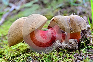 Boletus calopus