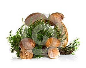 Boletus, cep mushroom on forest moss isolated on white