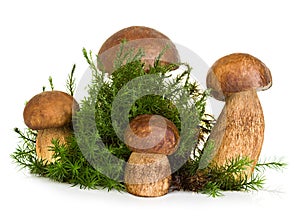 Boletus, cep mushroom on forest moss isolated on white