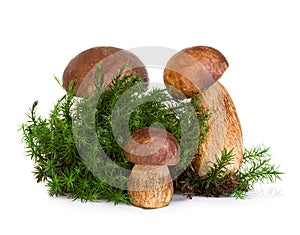 Boletus, cep mushroom on forest moss isolated on white