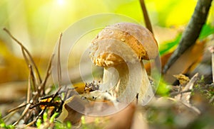 Boletus. Cep mushroom growing in autumn forest. Mushroom picking