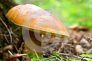 Boletus cepe mushroom