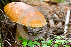 Boletus cepe mushroom