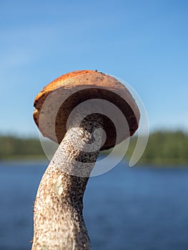 Boletus closeup on the background of a lake