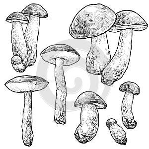 Boletus cup mushrooms set. Vector illustration of mushrooms on white background.