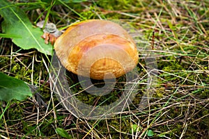 Boletus is edible mushroom in forest. Healthy and delicates food.