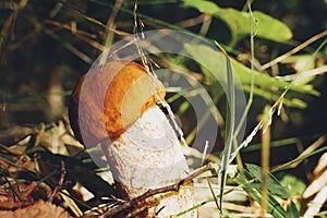 Boletus is edible mushroom. Pporcini on moss in forest. Healthy and delicates food. Picking mushrooms in the autumn forest