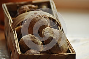 Boletus. Edible mushrooms lying in a basket, Lubyanka. Mushrooming