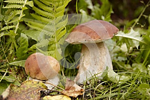 Boletus edulis