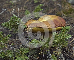 Boletus Edulis