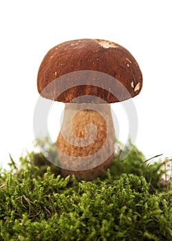 Boletus edulis