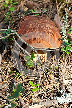 Boletus edulis photo