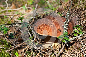 Boletus edulis