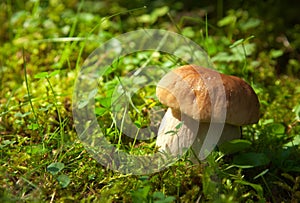 Boletus edulis