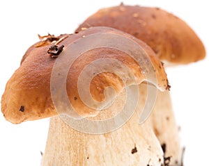 Boletus edulis