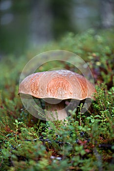 Boletus edulis