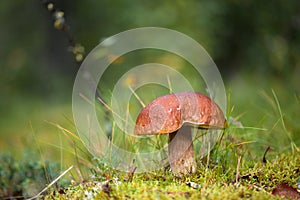 Boletus edulis