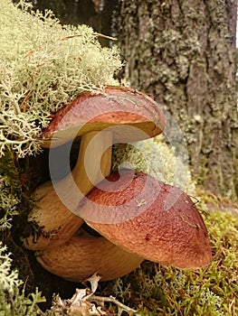 Boletus edulis