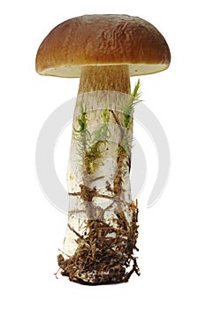 Boletus edulis