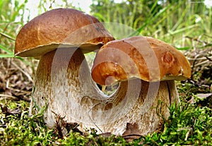 Boletus edulis