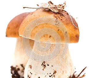 Boletus edulis aka porcino isolated