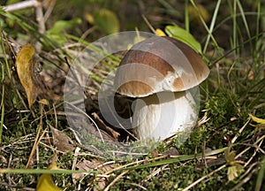 Boletus edulis