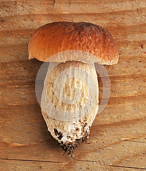 Boletus edulis. Boletus edulis is edible mushroom