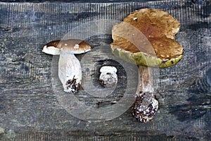 Boletus edulis. Boletus edulis is edible mushroom. White mushroom on wooden background. top view - healthy and delicates food. Mus