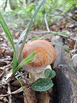 Boletus edulis or cep or penny bun