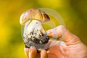 Boletus edulis or cep, penny bun, porcino or porcini in male hand