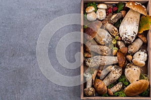 Boletus edulis, cepe, porcini mushrooms unwashed on gray concrete background copy space